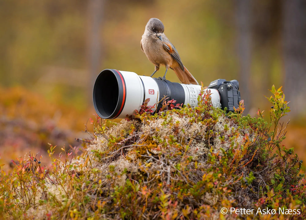 Sony FE 600mm F6.3 GM OSS