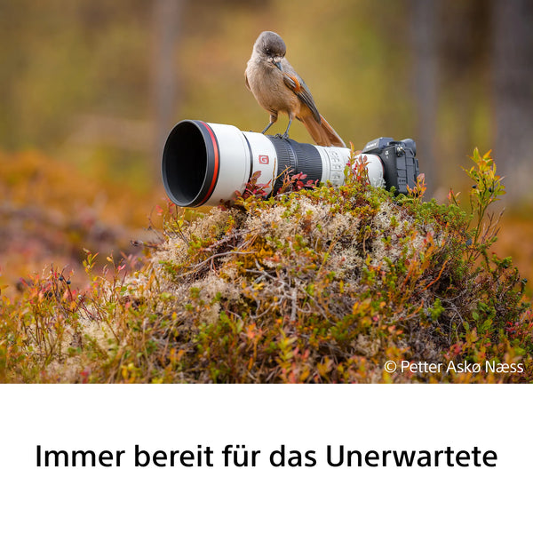 Sony FE 600mm F6.3 GM OSS
