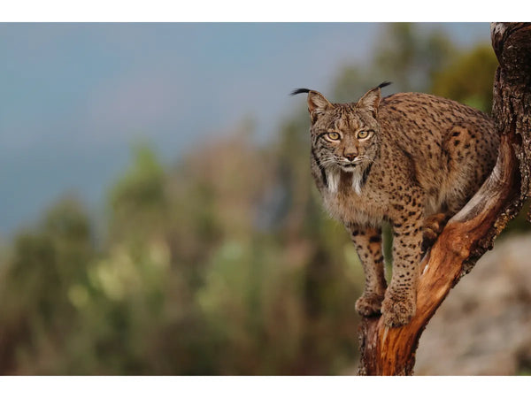 Canon EOS R7 Gehäuse