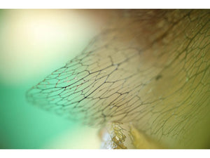 Canon RF 85mm f/2 IS STM Macro