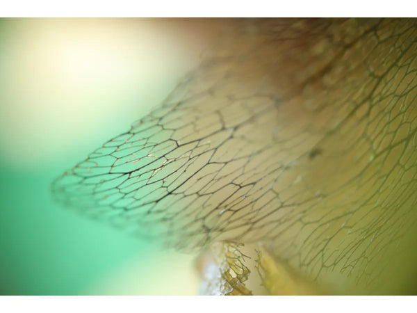 Canon RF 85mm f/2 IS STM Macro