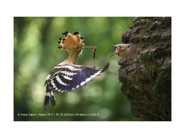 Sony FE 70-200mm F4 G2 OSS