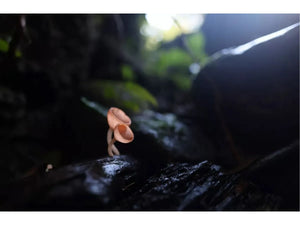 Canon RF 20mm F1.4 L VCM