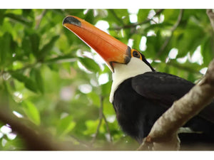 Canon RF 75-300mm F4-5.6