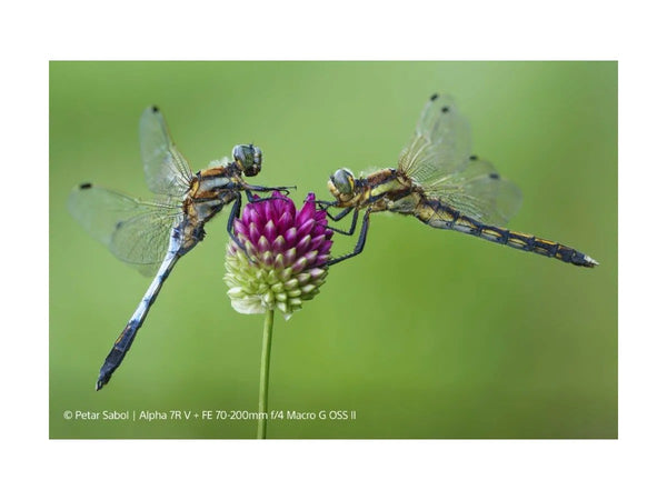 Sony FE 70-200mm F4 G2 OSS