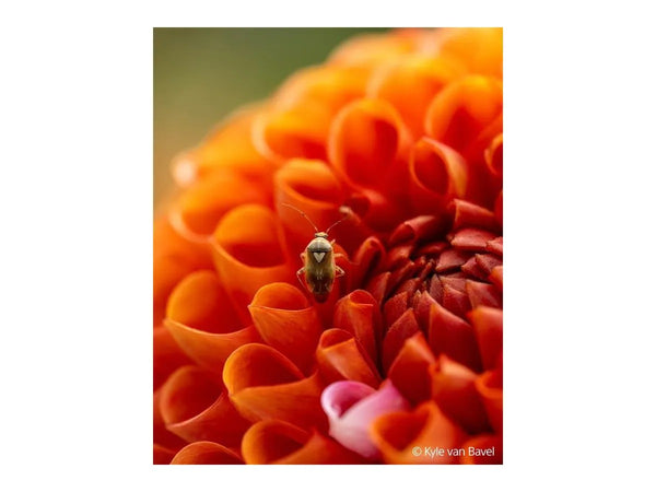 Sony E-Mount FE 100mm F2.8 GM Macro OSS