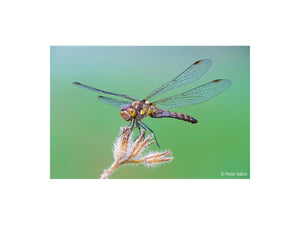 Sony E-Mount FE 100mm F2.8 GM Macro OSS