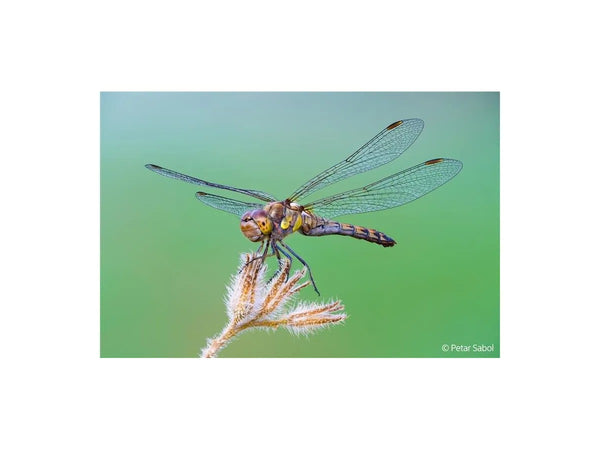 Sony E-Mount FE 100mm F2.8 GM Macro OSS