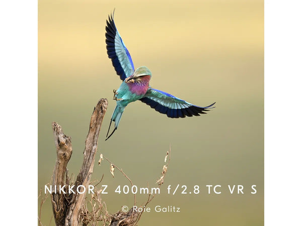 Nikkor Z 600mm f/4 TC VR S