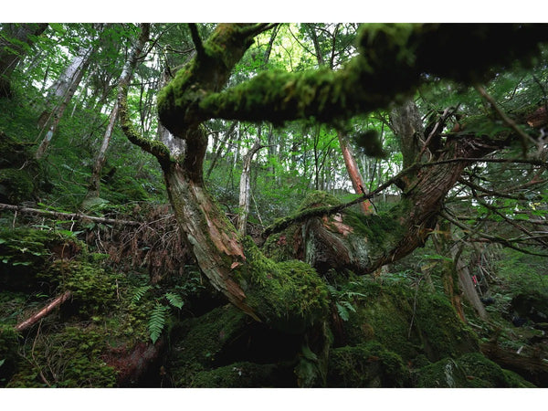 Canon RF 16-28mm F2.8 IS STM