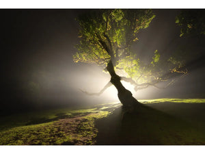 Canon RF 14mm F1.4L VCM