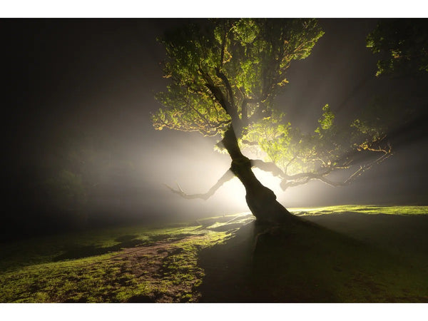 Canon RF 14mm F1.4L VCM