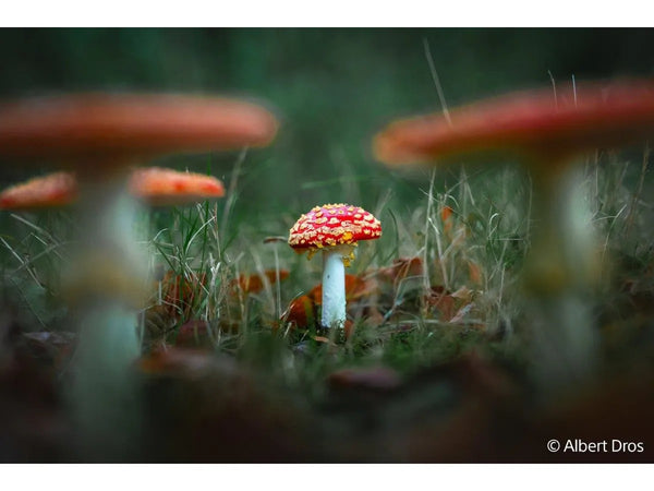 Sony FE 28-70mm f/2 GM