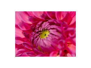 Sony E-Mount FE 100mm F2.8 GM Macro OSS