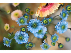 Canon RF 50mm F1.4L VCM