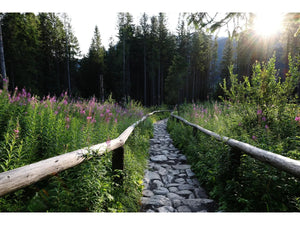 Canon RF 24mm F1.4L VCM