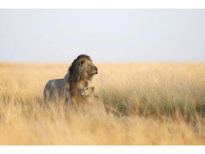 Sony FE 300mm GM F2.8 OSS