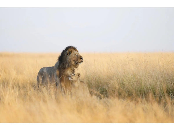 Sony FE 300mm GM F2.8 OSS