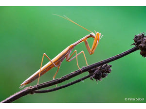 Sony E-Mount FE 100mm F2.8 GM Macro OSS