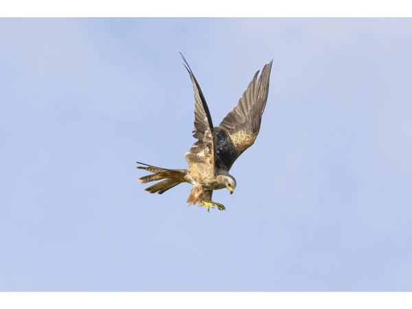 Canon RF 200-800mm F6.3-9 IS USM