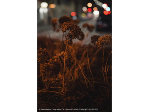 Sony FE 50mm F1.4 GM