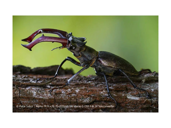 Sony FE 70-200mm F4 G2 OSS