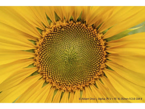 Sony FE 16-35mm F2.8 GM II