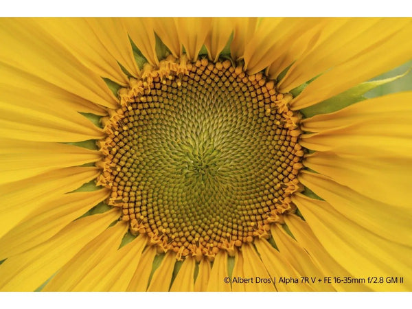 Sony FE 16-35mm F2.8 GM II