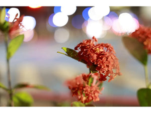 Canon RF 28-70mm f/2.8 IS STM