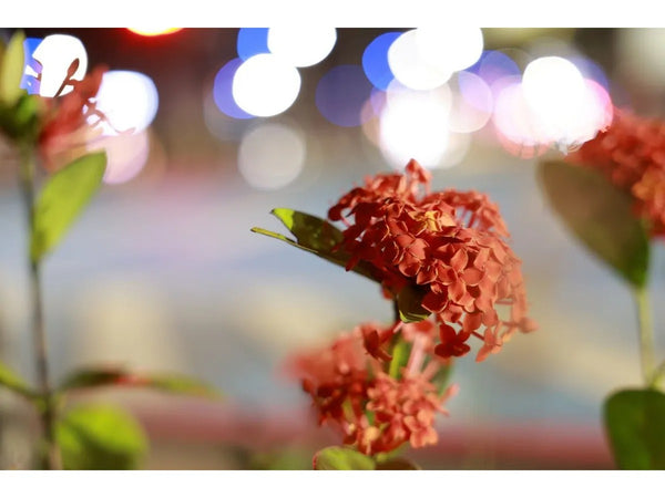 Canon RF 28-70mm f/2.8 IS STM