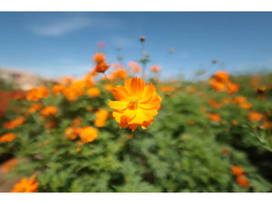 Canon RF 14mm F1.4L VCM